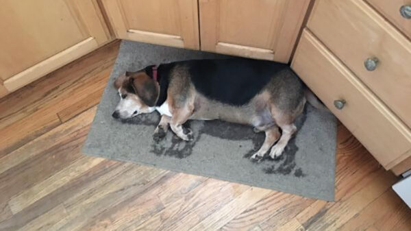 26 perfecte pics waar OCD-ers echt intens gelukkig van worden