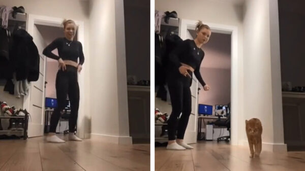 Superhandige instructievideo wordt bruut verstoord door 'Siberische' kat