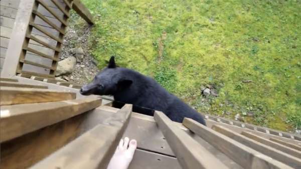 Wanneer je ontdekt dat beren ook uitstekende balkonklimmers zijn
