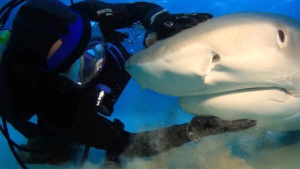 Waarom neem je een hond als je ook een haai kunt aaien?