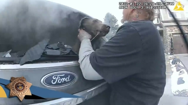 Politieagent slaat ramen in en redt hond uit brandende auto