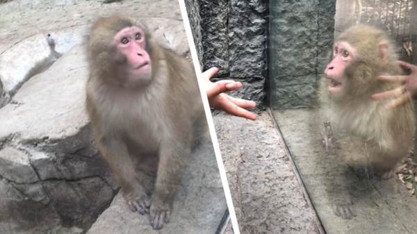 Aap wordt helemaal loco na goocheltruc in Mexicaanse dierentuin