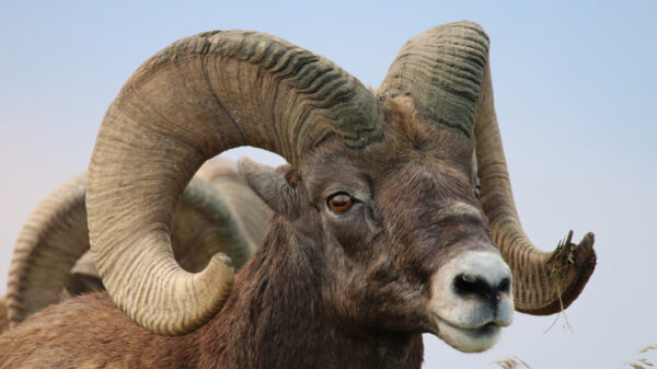 Keer een ram die op wraak uit is nooit je rug toe