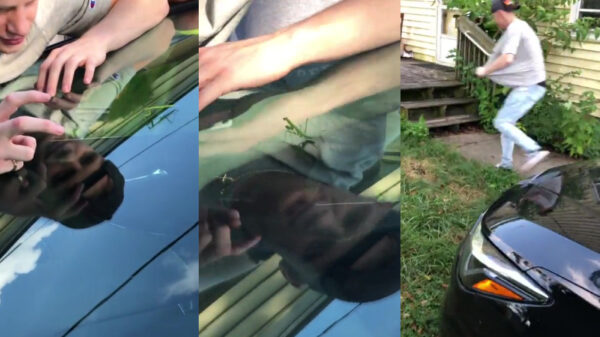 Stoertje versus sprinkhaan: 1-0 voor de sprinkhaan