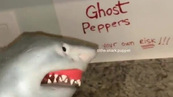 Haai blijkt geen liefhebber van hete pepers
