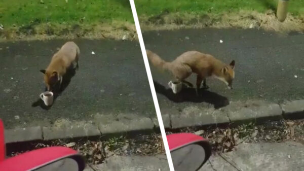 Uit de oude doos: vos besluit kopje thee even bij te vullen