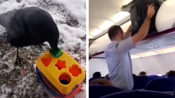 Het verschil tussen een kraai en een man die zijn bagage weglegt