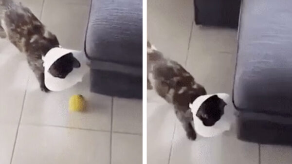 Als de verdoving nog niet helemaal is uitgewerkt...