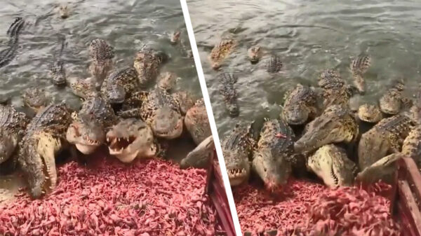 Dames en here: het all you can eat buffet is geopend!