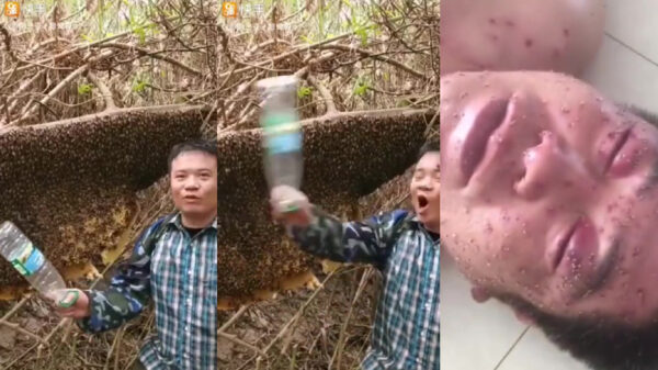 Allerslechtste plan van vandaag: een bijennest meppen met een plastic fles