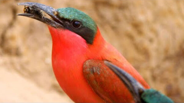 Vogel ramt de angel uit een bij voordat 'ie hem opeet