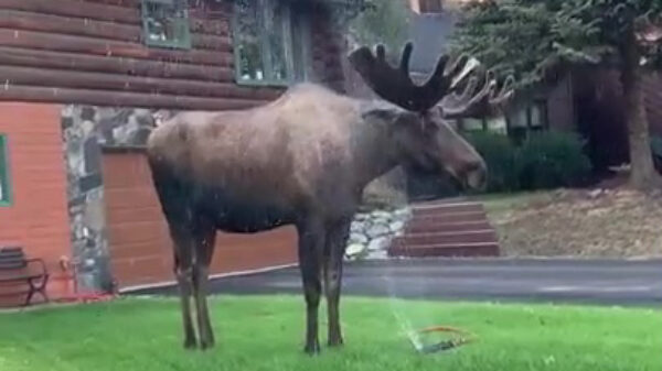 Je tuin sproeien in Canada kan bijzondere plaatjes opleveren