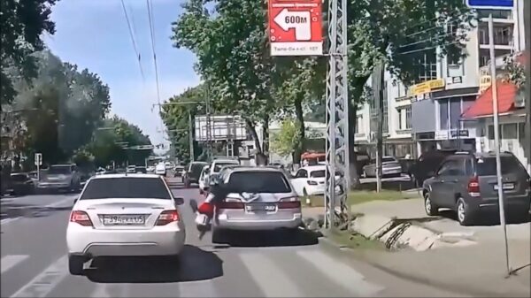 Automobilist ziet blije brugpieper met haast op zebrapad over het hoofd