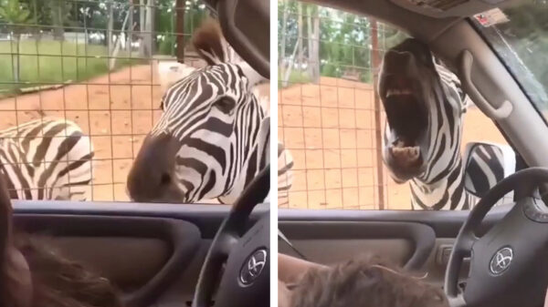 AAAaaahhhh: de safari is zojuist een beetje interessanter geworden