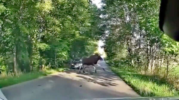 Deze bestuurder is duidelijk gezakt voor de elandproef