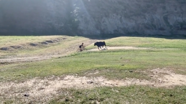 Wielrenner wordt door stier gevloerd tijdens een wedstrijd in Centraal-Californië