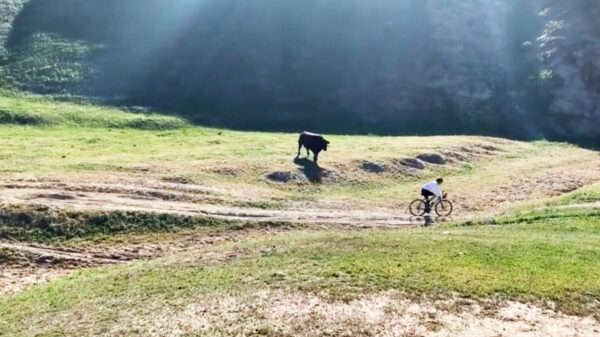 Wielrenner wordt door stier gevloerd tijdens een wedstrijd in Centraal-Californië