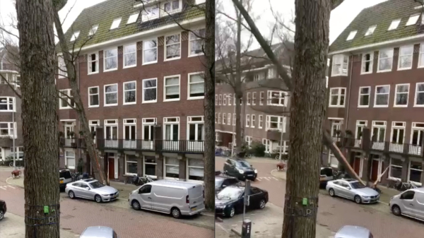 Wow: omvallende boom in Amsterdam sloopt voorbijrijdende Mini