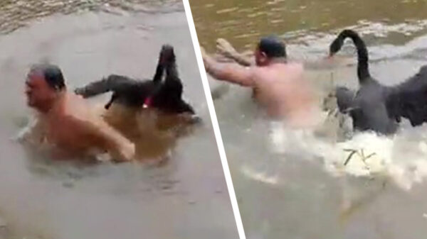 Pieter van den Autoband aangevallen door zwaan als hij te dicht bij hun nest zwemt