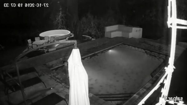 Stelletje geniet in zwembad maar wordt bruut gestoord door chagrijnige kaaiman