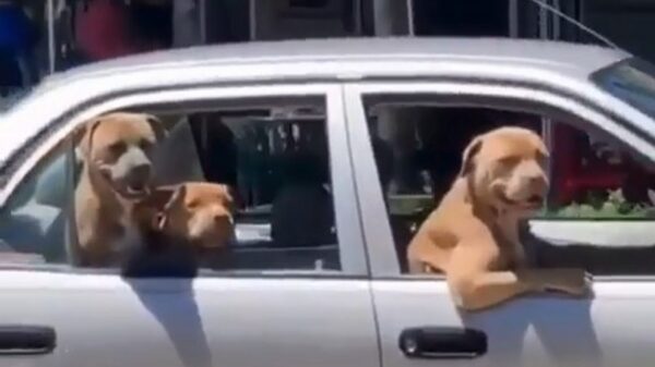 Lekker uit het raam hangen en teefjes checken