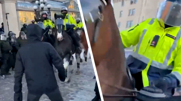 De Canadese politie ramt met hun paarden dwars door de demonstratie in Ottawa