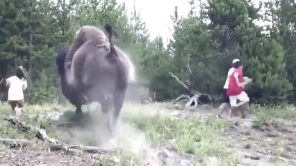 Bizon heeft even helemaal genoeg van wandelaars