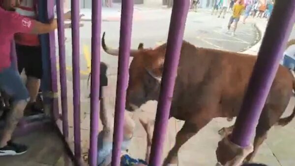 Bofkont krijgt een stevige ontspanningsmassage tijdens het stierenrennen