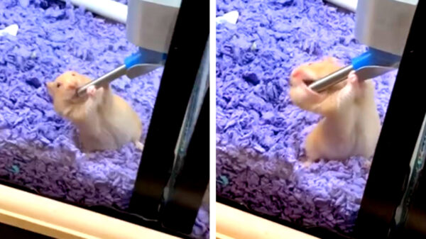 Zo te zien heeft deze xhamster iets teveel naar vieze video's gekeken