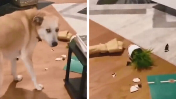 Hond is superblij met zijn nieuwe bot *OEPS*