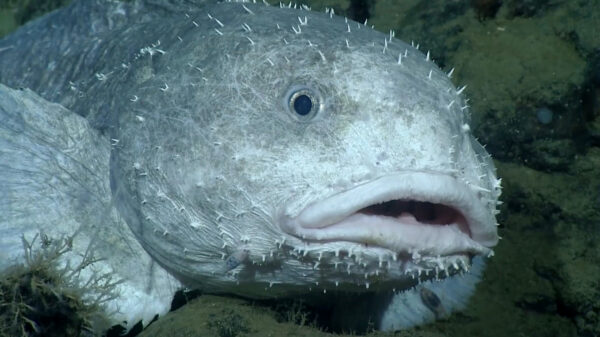 Even genieten van 10 minuten aan fascinerende diepzeemonsters