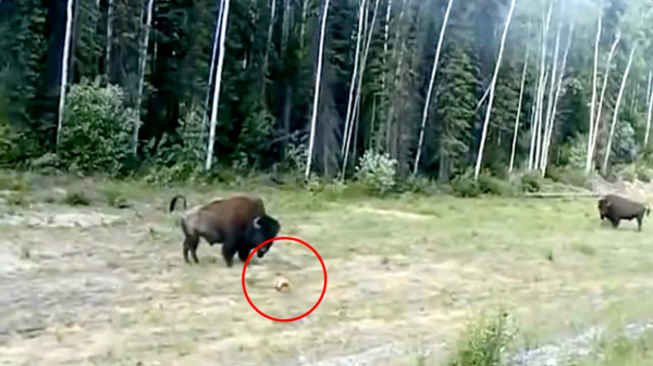 Iets te overmoedige pitbull terriër wil flinke kopstoot aan bizon uitdelen