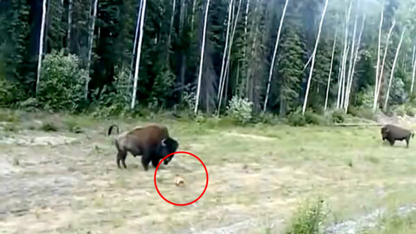 Iets te overmoedige pitbull terriër wil flinke kopstoot aan bizon uitdelen