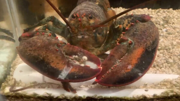 Eindbaas gaat viraal nadat hij een supermarktkreeft als huisdier besluit te houden