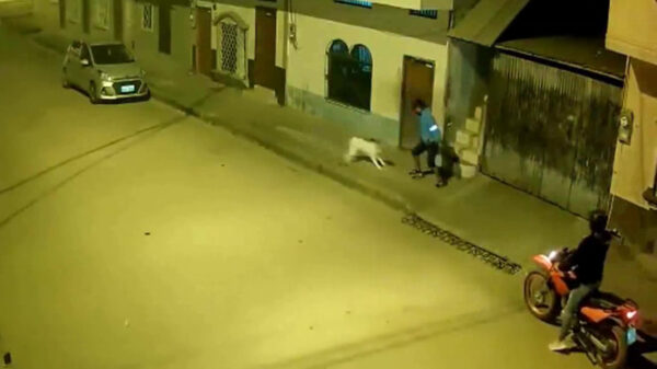 Levensgevaarlijke waakhond is drie gewapende overvallers de baas