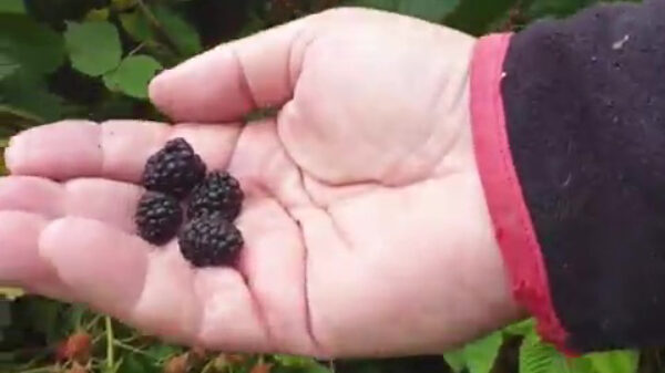 Brb, even mijn huisdier een paar bramen voeren