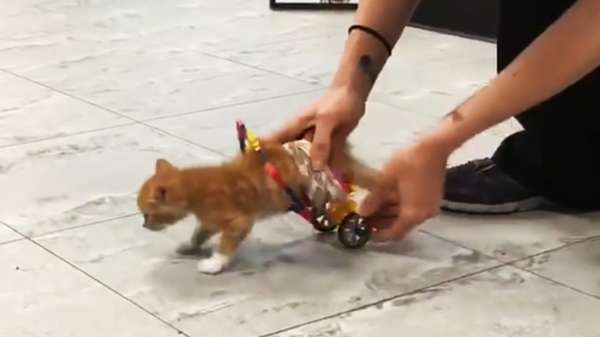 Verlamde kitten kan weer rondzoeven dankzij een speciale rolstoel