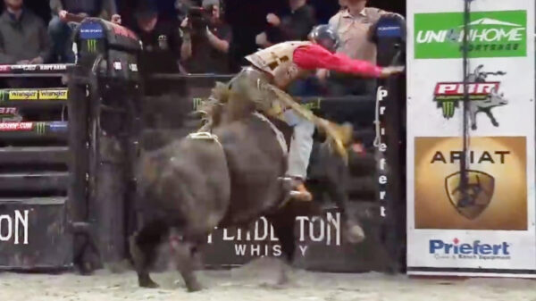 Een heerlijke lading bewijs die laat zien dat de stier tijdens een rodeo ook regelmatig wint