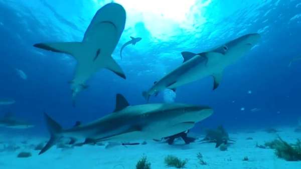 Youtuber ﻿Mark Rober test of haaien echt een druppel bloed kunnen ruiken