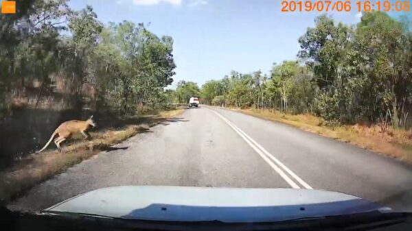 Als je een vlieg tegen je voorruit al vervelend vindt moet je niet naar Australië gaan