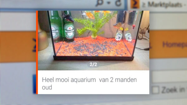 15 kansloze advertenties op Marktplaats die eigenlijk gewoon om te gieren zijn