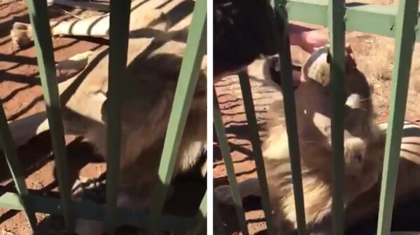 Hier poesje poesje: pechvogel komt erachter waarom je leeuwen beter niet kunt aaien