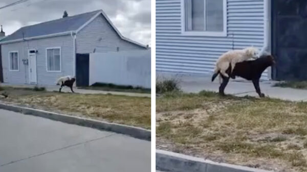 Waar een wil is, is een weg!