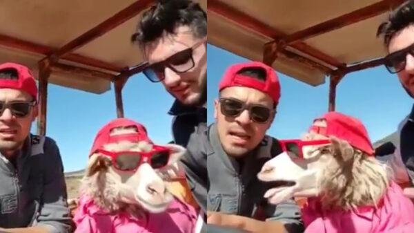 Dit schaap spreekt beter Italiaans dan jij