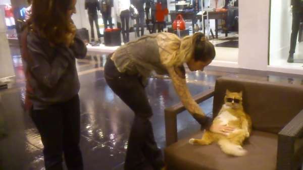 Coolste kat van het winkelcentrum trekt vrouwen bij de vleet