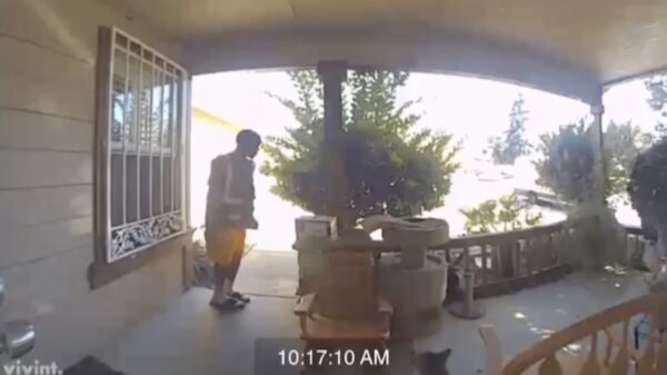 Hilarische reactie van bezorger op een hele dikke, vette kat