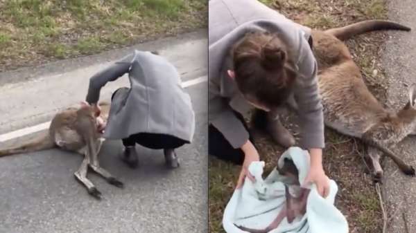 Voelgoed van de dag: baby-kangoeroe gered uit de buidel van overleden moeder