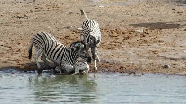 Mannetjeszebra is bang voor toekomstige concurrentie en probeert veulen te verdrinken