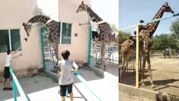 Bezopen Dikkertje Dap ging een stukje rijden op de nek van een giraffe