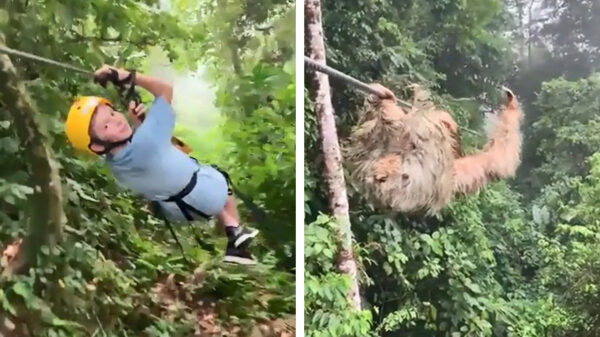 Skrrt: luiaard zorgt voor een opstopping op de kabelbaan